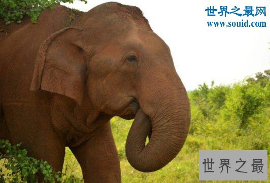 世界上睡眠最少的动物，大象竟一周不睡觉