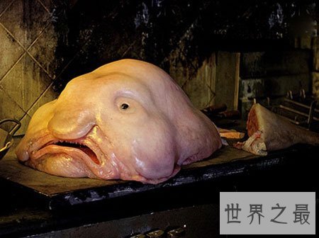 世界十大丑陋动物，水滴鱼丑成一坨(被自己丑哭了)