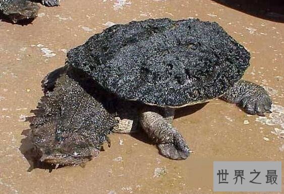 世界十大丑陋动物，水滴鱼丑成一坨(被自己丑哭了)