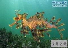 世界上最奇怪的生物，你没见过的异形怪物