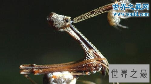 世界上最奇怪的生物，你没见过的异形怪物