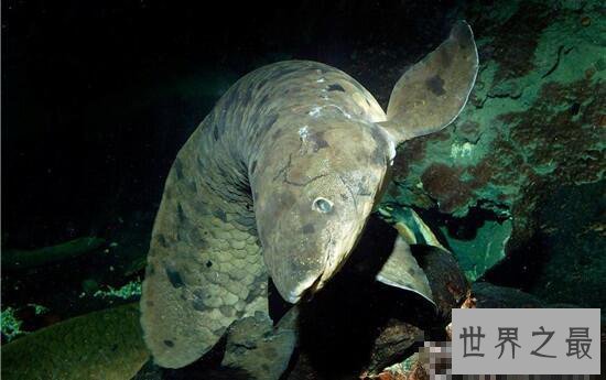 世界最长寿淡水鱼，90岁的肺鱼老爷爷过世