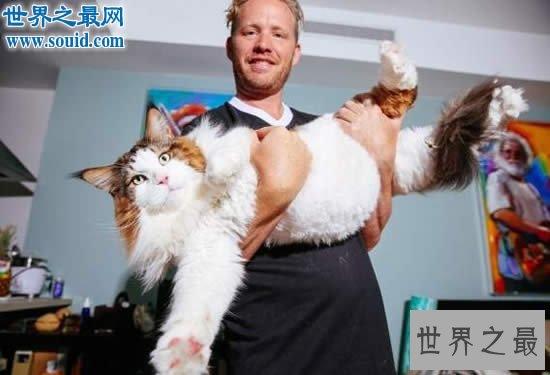 目前世界上最大的猫咪，身长1.22米(重25斤)