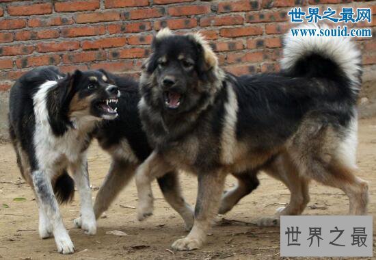 最忠诚的狗蒙古獒，战力强过藏獒