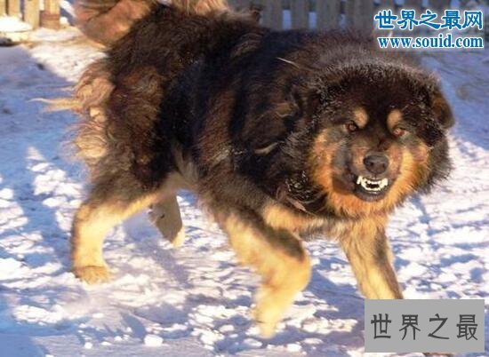 最忠诚的狗蒙古獒，战力强过藏獒