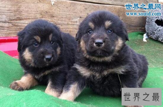 最忠诚的狗蒙古獒，战力强过藏獒