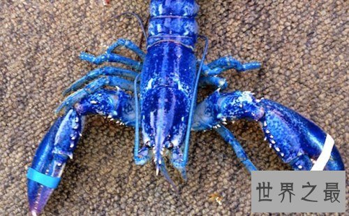 世界上最罕见的新物种，东方麒麟惊现人间