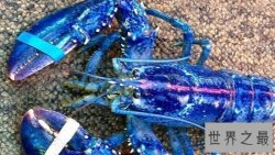 世界上最罕见的新物种，东方麒麟惊现人间