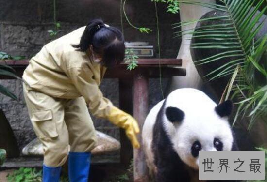 世界上最高寿熊猫，37岁的巴斯(相当于人的百岁以上)