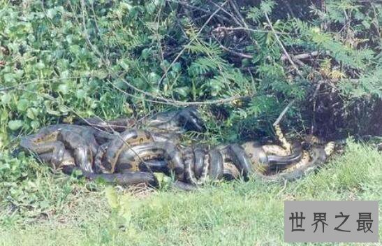 世界上最大的蛇97米长，福州工地现成精巨蟒