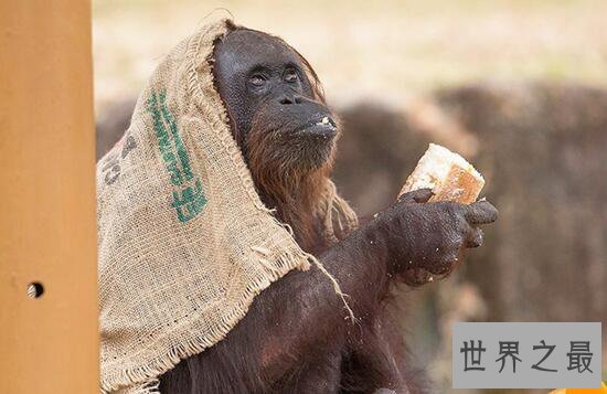 世界最老红毛猩猩，62岁和孙子抢蛋糕