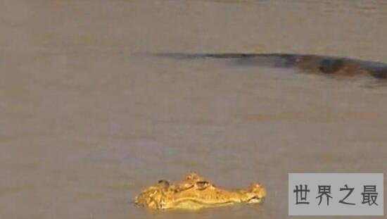 世界上最大的蛇之一，绿森蚺(体长10m/重225kg)