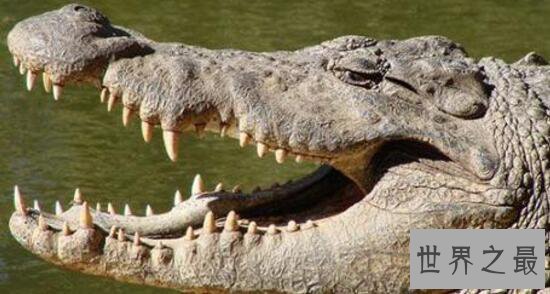 世界上现存体型最大的鳄鱼,咸水鳄(长7m/重1600kg)