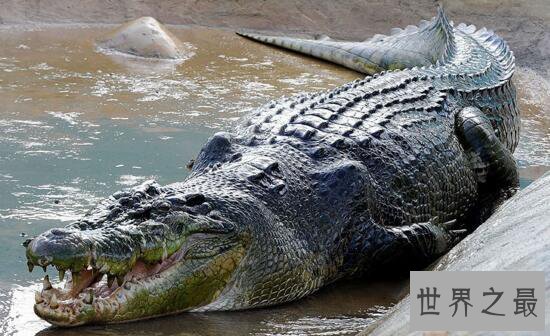 世界上现存体型最大的鳄鱼,咸水鳄(长7m/重1600kg)