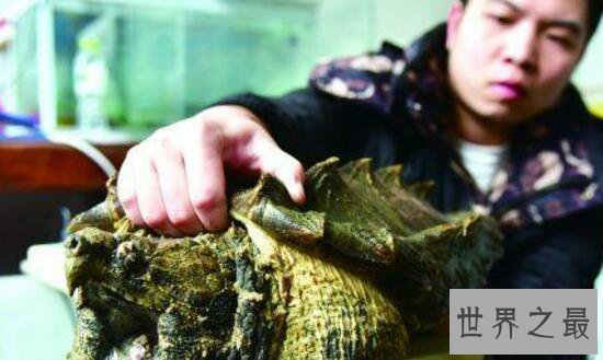 世界上最大的水龟,真鳄龟(重107公斤/长1米)