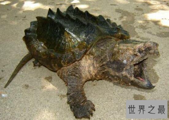 世界上最大的水龟,真鳄龟(重107公斤/长1米)