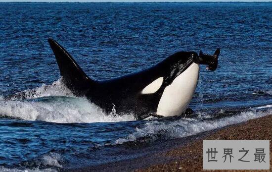 世界最年长虎鲸去世，享年大约105岁