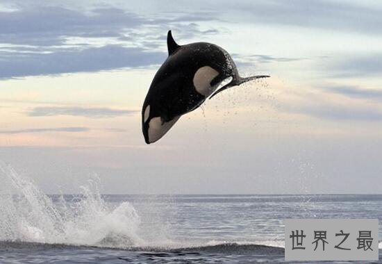 世界最年长虎鲸去世，享年大约105岁
