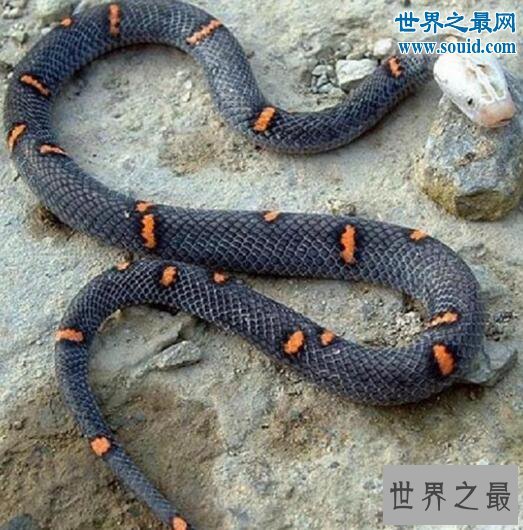 世界上最罕见的毒蛇，喜玛拉雅白头蛇(最好别惹它)