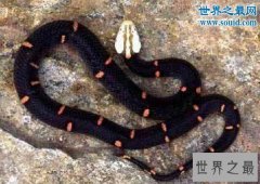 世界上最罕见的毒蛇，喜玛拉雅白头蛇(最好别惹它)