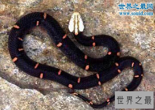 世界上最罕见的毒蛇，喜玛拉雅白头蛇(最好别惹它)