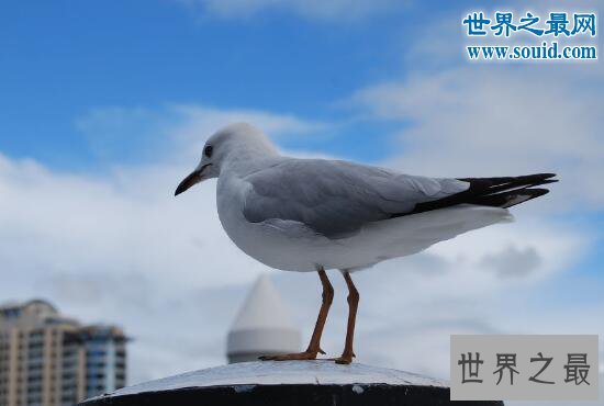 世界上最老的海鸟，66岁依然尽职孵蛋