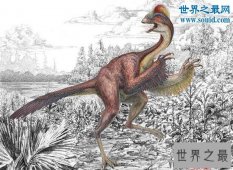 十大最有趣的新物种，树枝会走路/蜘蛛会打滚