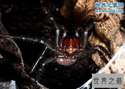 台湾体型最大的蜘蛛，上户蜘蛛(长20cm/有剧毒)