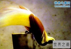 世界上最美丽的鸟，极乐鸟(通往天堂的飞鸟)