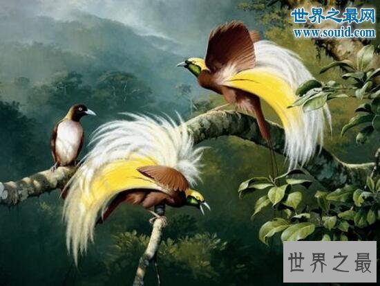 世界上最美丽的鸟，极乐鸟(通往天堂的飞鸟)