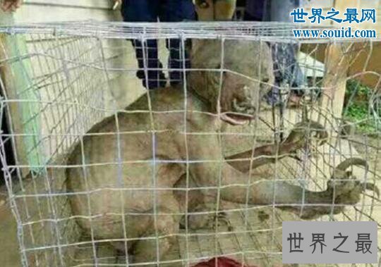 世界上体型最小的熊，马来熊(仅长110厘米/重27千克)