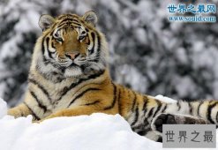 史前最大猫科动物，巨虎可达4米(东北虎的1.5倍)