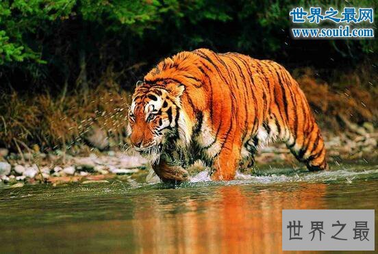 史前最大猫科动物，巨虎可达4米(东北虎的1.5倍)