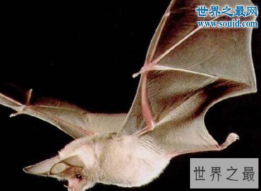 世界上最罕见的蝙蝠，猪脸大蝙蝠(嗜血成性)