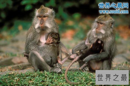 世界上最珍稀的猴子，食蟹猴(常年被走私贩卖)