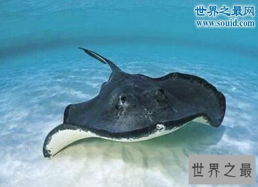世界上最温柔的鱼类，蝙蝠鱼(深受潜水者喜爱)