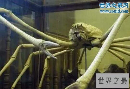 世界上体型最大的螃蟹，长达4米的日本蜘蛛蟹