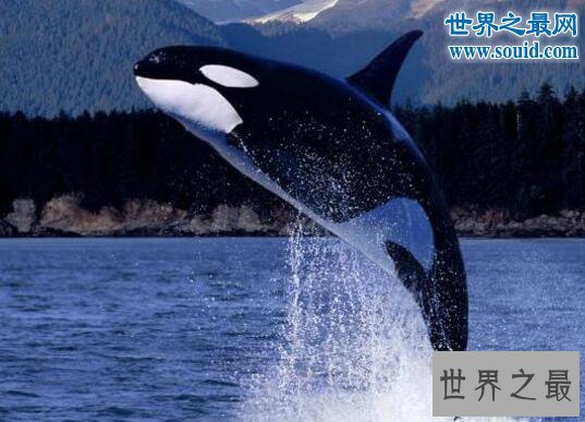 世界上最大的海豚科动物,逆戟鲸(攻击大白鲨海上霸主)