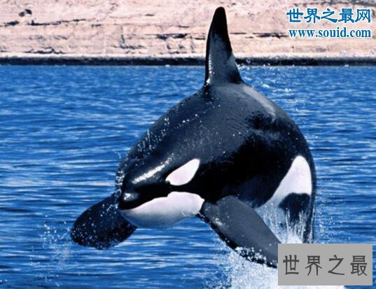 世界上最大的海豚科动物,逆戟鲸(攻击大白鲨海上霸主)