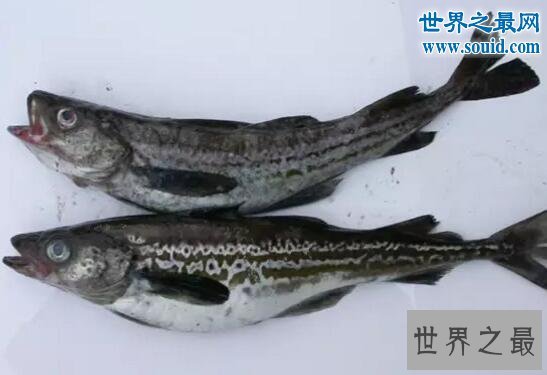 十大阿拉斯加深海鱼类,裸盖鱼(虽丑但肉质鲜美)