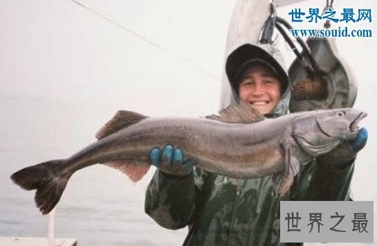 十大阿拉斯加深海鱼类,裸盖鱼(虽丑但肉质鲜美)