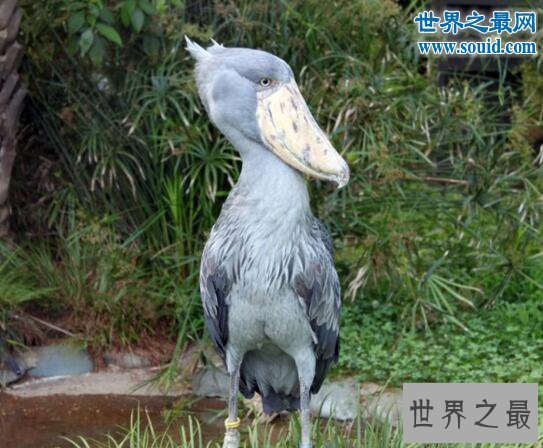 世界上头最大的鸟,鲸头鹳(竟是鳄鱼的天敌)