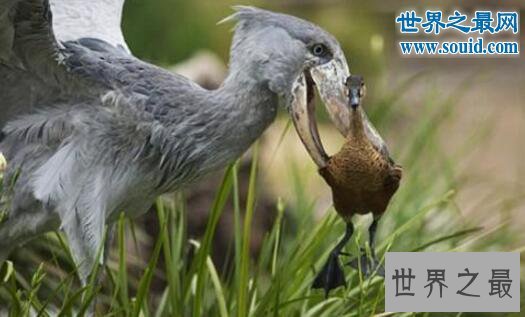 世界上头最大的鸟,鲸头鹳(竟是鳄鱼的天敌)