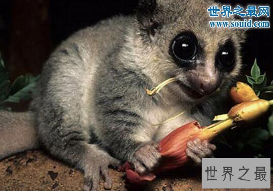世界上最小的原始猴,鼠狐猴(体长16厘米/重40克)
