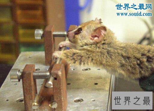 世界上最小的原始猴,鼠狐猴(体长16厘米/重40克)