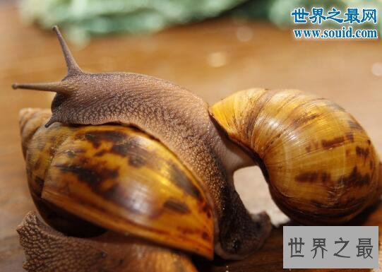 世界上破坏性最强的蜗牛,非洲大蜗牛(田园杀手)