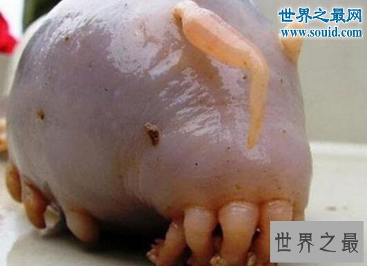 世界十大怪异的海洋生物,海猪(水乎乎的多脚生物)