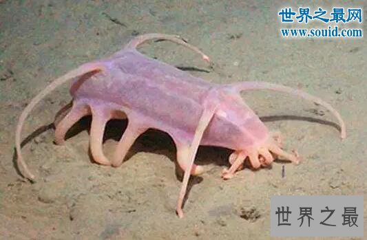 世界十大怪异的海洋生物,海猪(水乎乎的多脚生物)