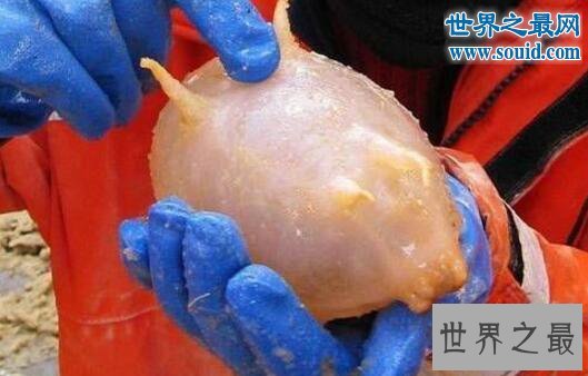 世界十大怪异的海洋生物,海猪(水乎乎的多脚生物)