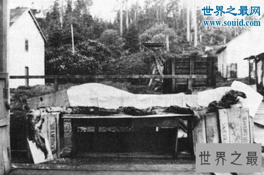 世界上最大的海怪,卡布罗龙(身长20米)